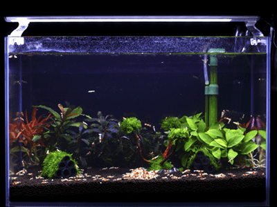 ستاپ تانک میگو کاردینا به روش کمپانی SL AQUA