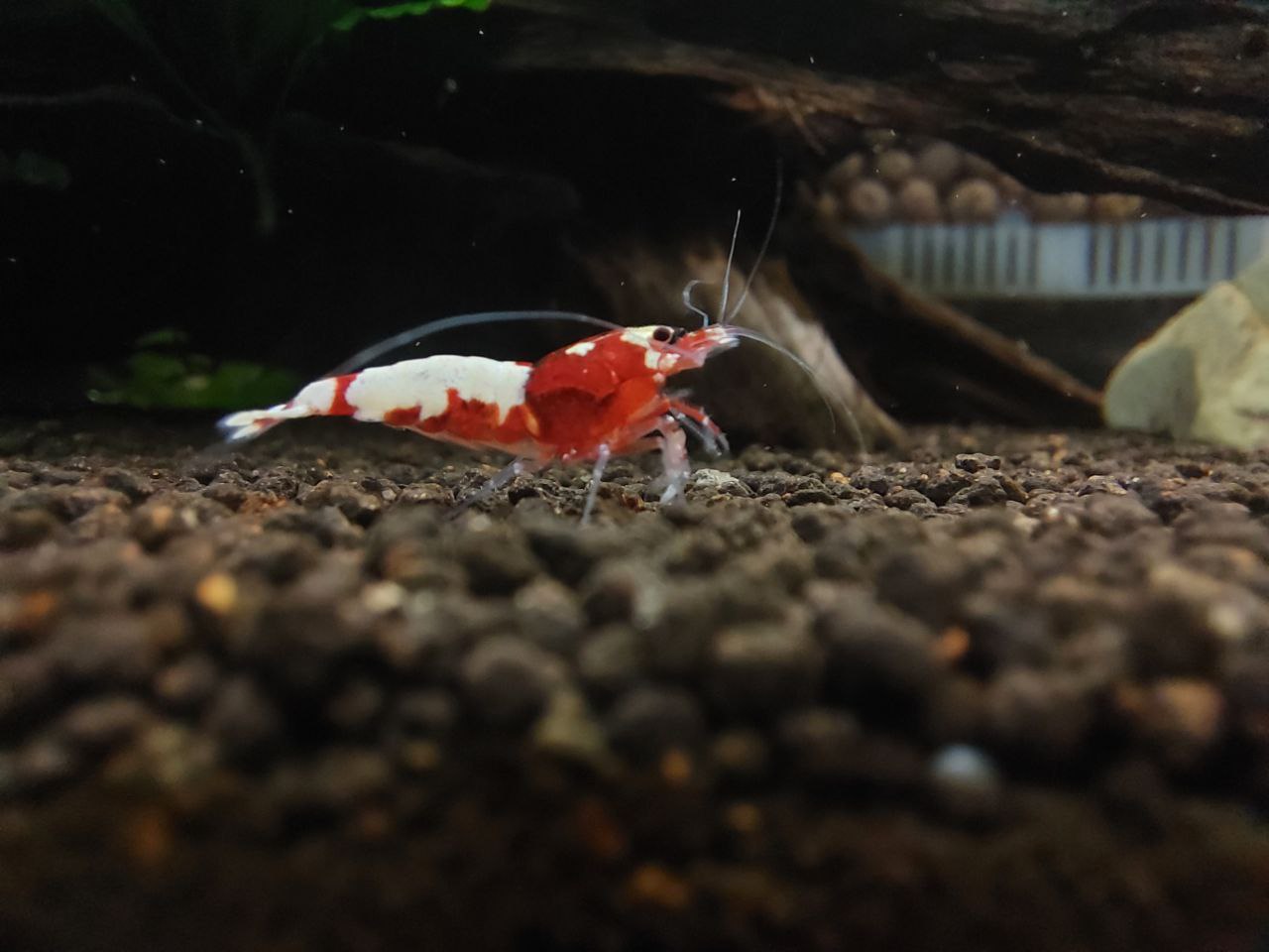 چهار اصل مهم در تکثیر و پرورش میگو