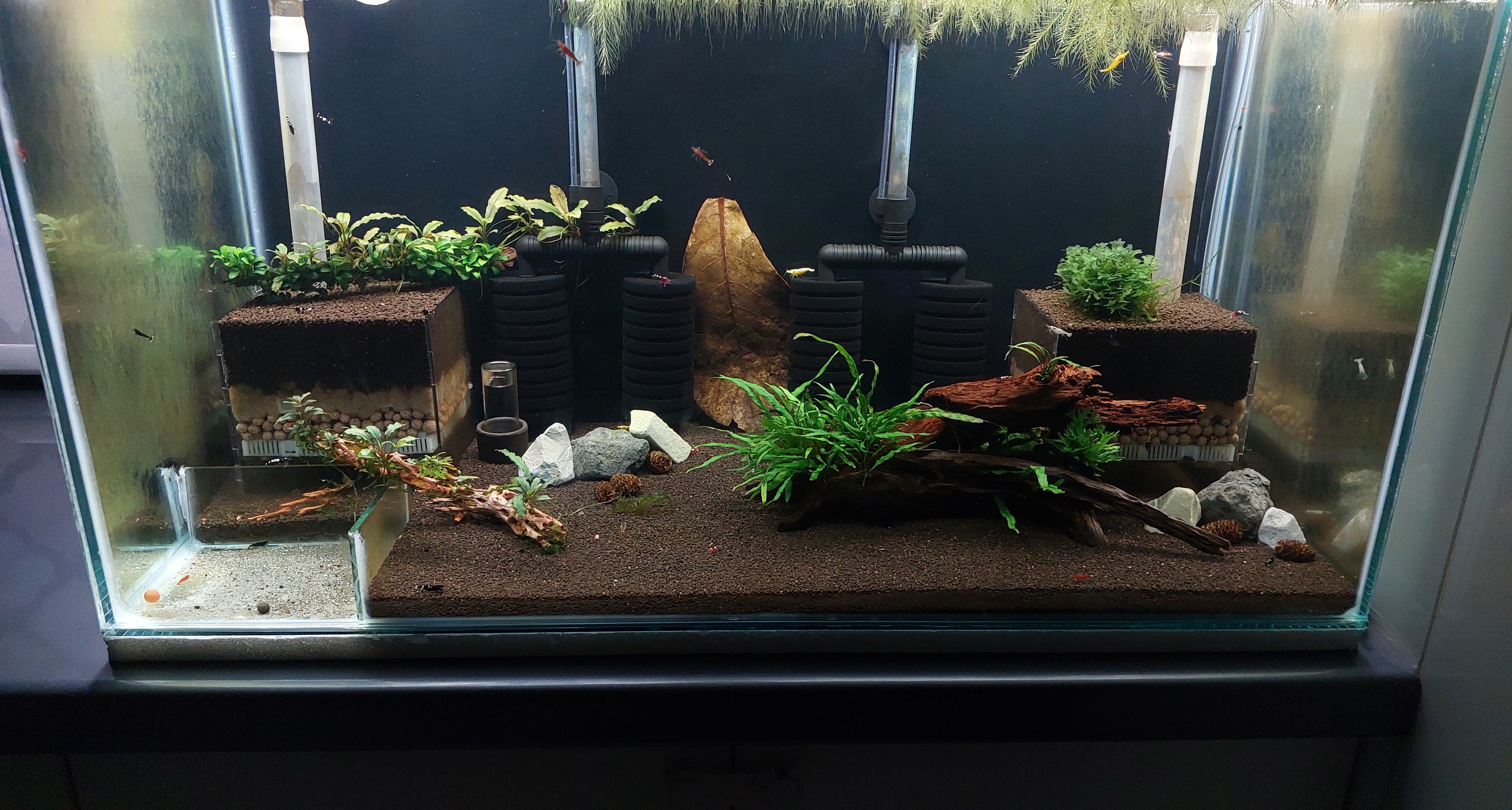 ویدیو و نکات آموزشی راه اندازی تانک میگو شریمپ کاردینا