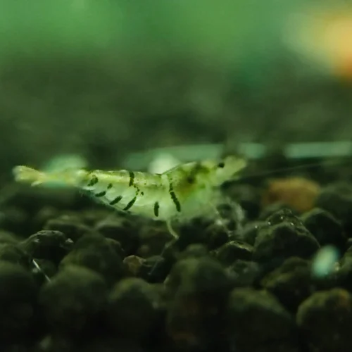 شریمپ میگو تایگر کلاسیک Shrimp Tiger Classic
