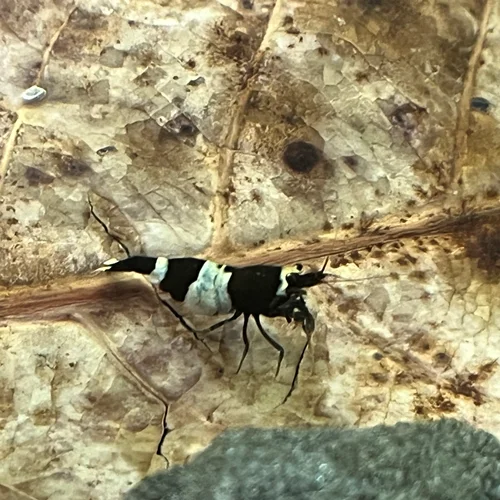 شریمپ میگو بلک پاندا Shrimp Black Panda