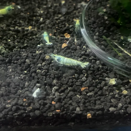 شریمپ میگو بلوبلت و بلو استیل Shrimp Blue Bolt Steel