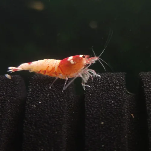 شریمپ میگو پینتو بی Shrimp Pinto Bee