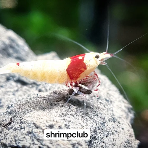 شریمپ میگو پی ار ال هنیمارو Shrimp PRL Hinomaru