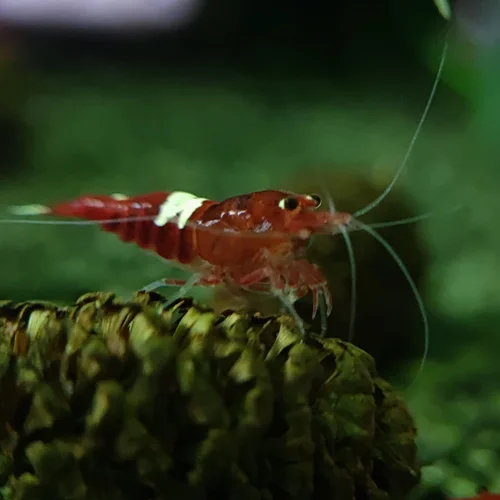 شریمپ میگو رد رابی Shrimp Red Ruby