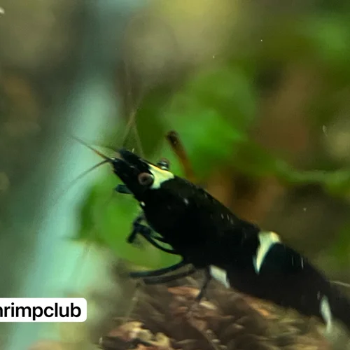 شریمپ میگو بلک کینگ کنگ Shrimp Black King Kong