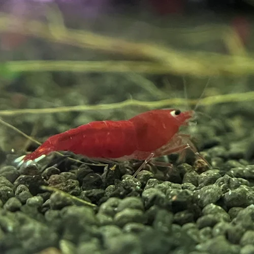 شریمپ میگو رد کینگ کنگ Shrimp Red King Kong