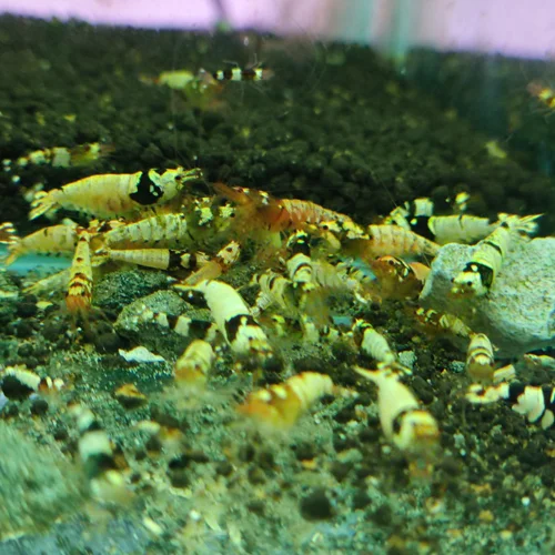 شریمپ میگو پی بی ال Shrimp PBL
