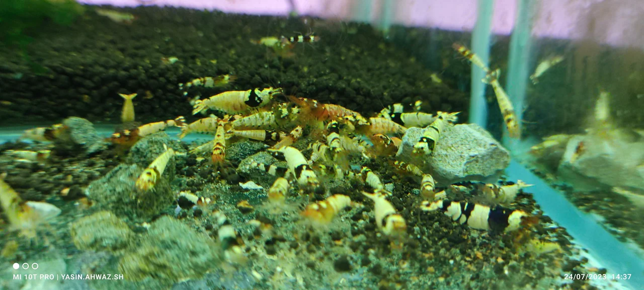 شریمپ میگو پی بی ال Shrimp PBL