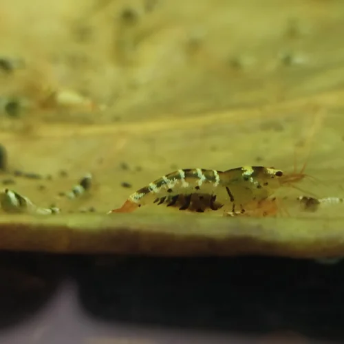 شریمپ میگو تای بی Shrimp Tibee