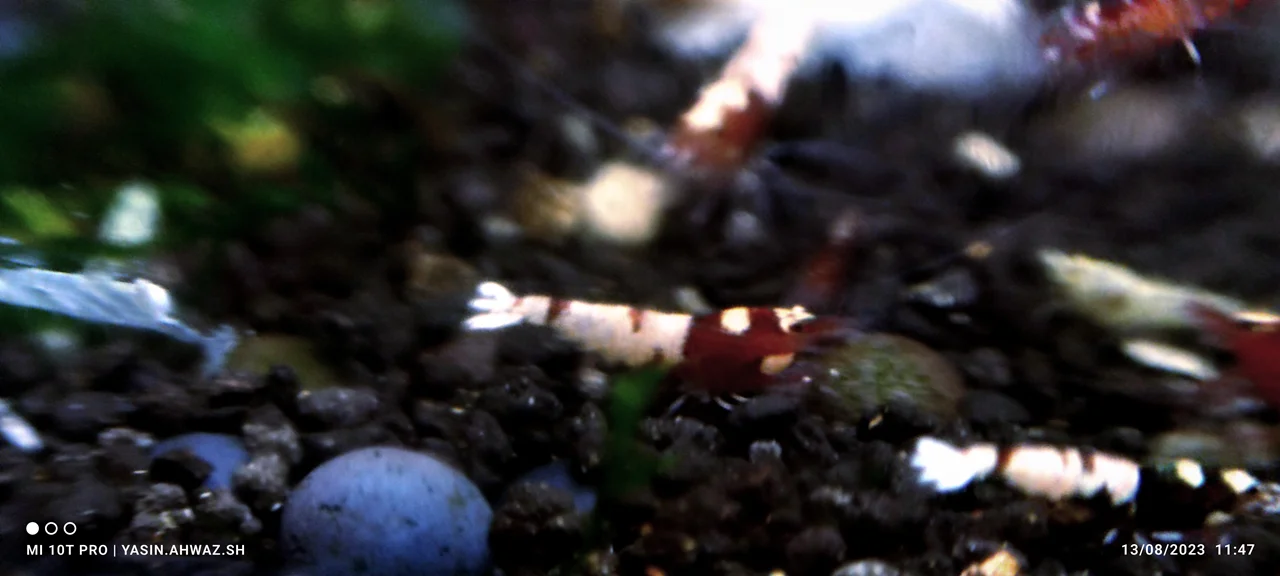 شریمپ میگو رد ژرمن پینتو Shrimp Red German Pinto