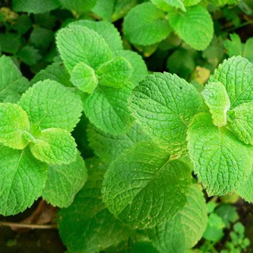 پلتهای 100% طبیعی - نعناع تند